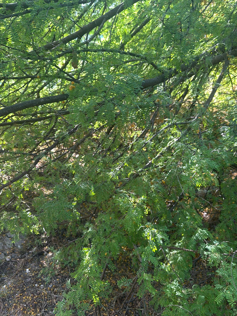 Varen Acacia — Bild 1