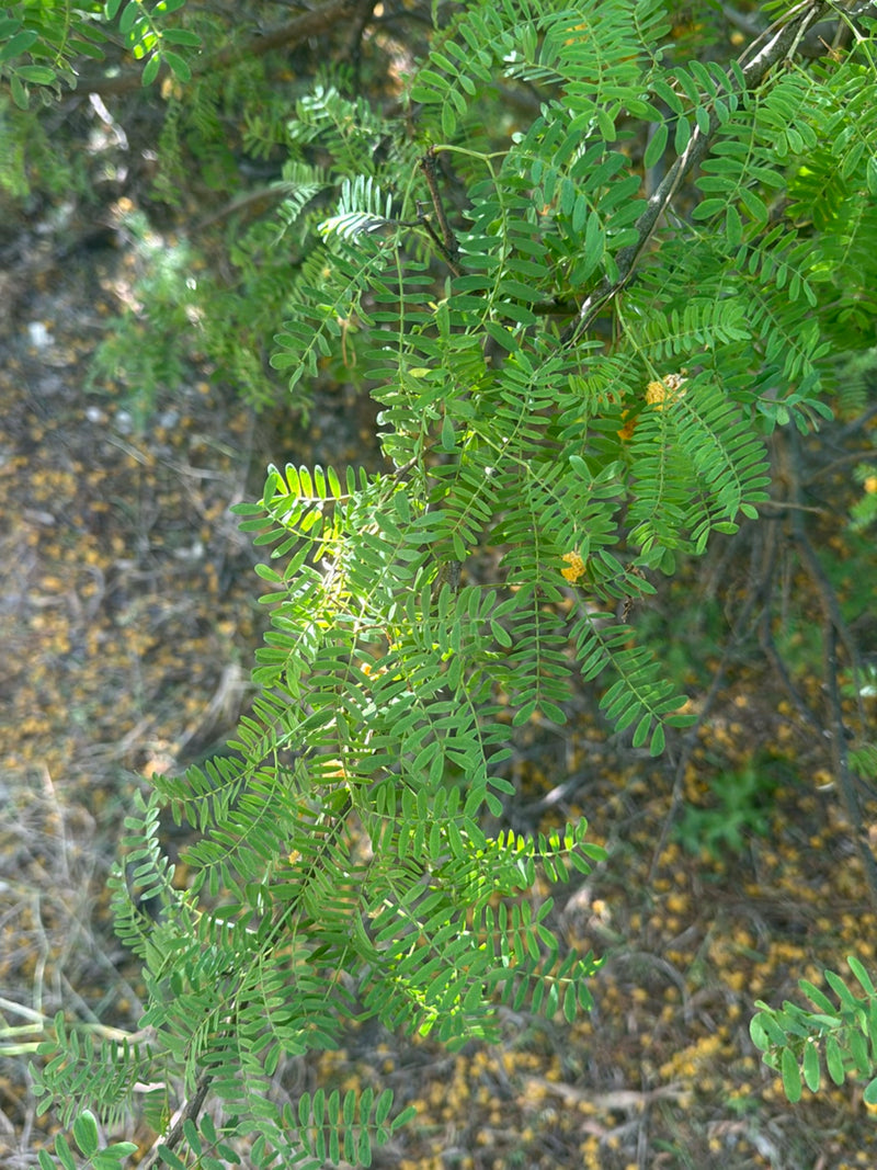 Varen Acacia — Bild 2