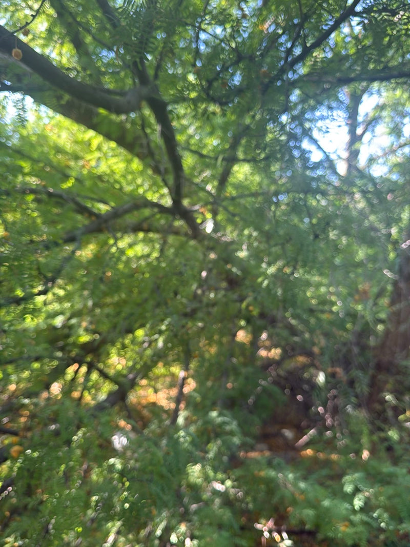 Varen Acacia — Bild 3
