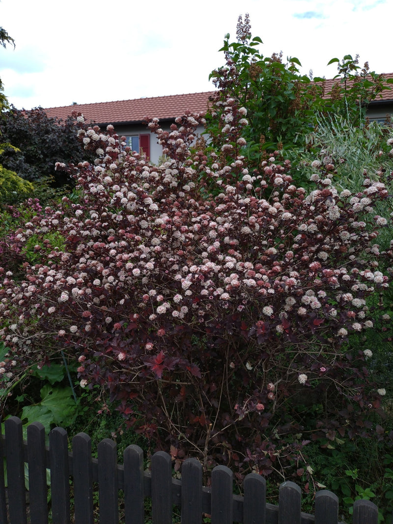 Een grote, rijkelijk bloeiende blaasjesspirea struik met donker blad en lichte bloemmyriaden achter een houten schutting in een tuin is te zien.
