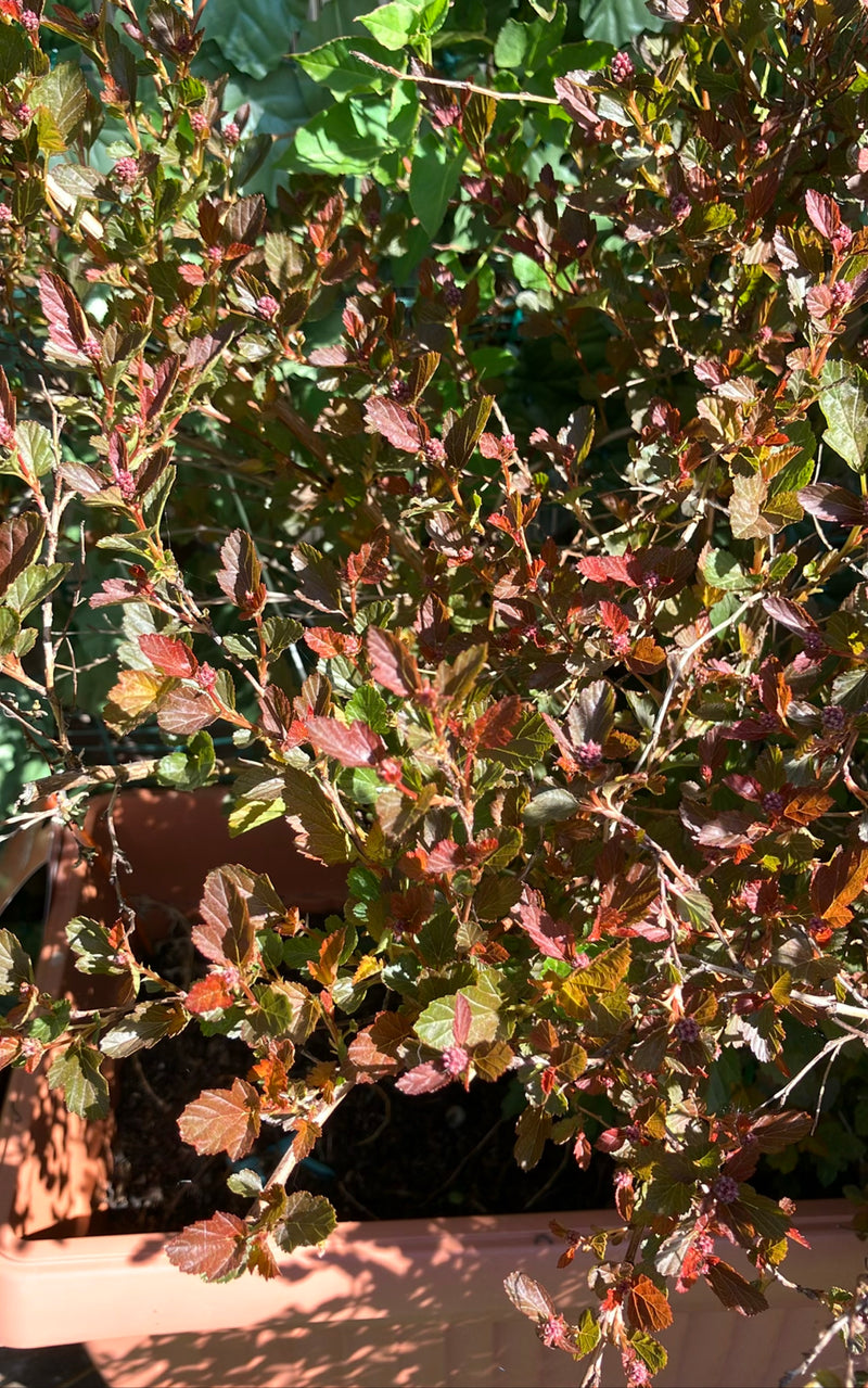 Te zien is een blaasjesspirea met roodbruine bladeren en knoppen. De struik staat in een bruine plantenbak.