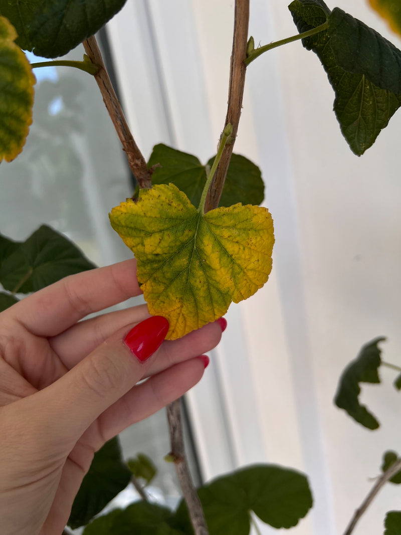 De afbeelding toont een in de hand gehouden, geel-groen verkleurde tak van de blaasjesspirea. De karakteristieke gelobde bladeren zitten aan houtachtige sche...
