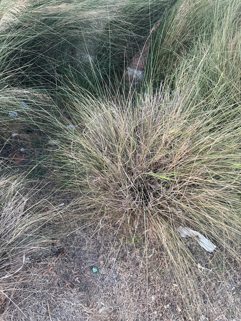 Verengrassen — Bild 2