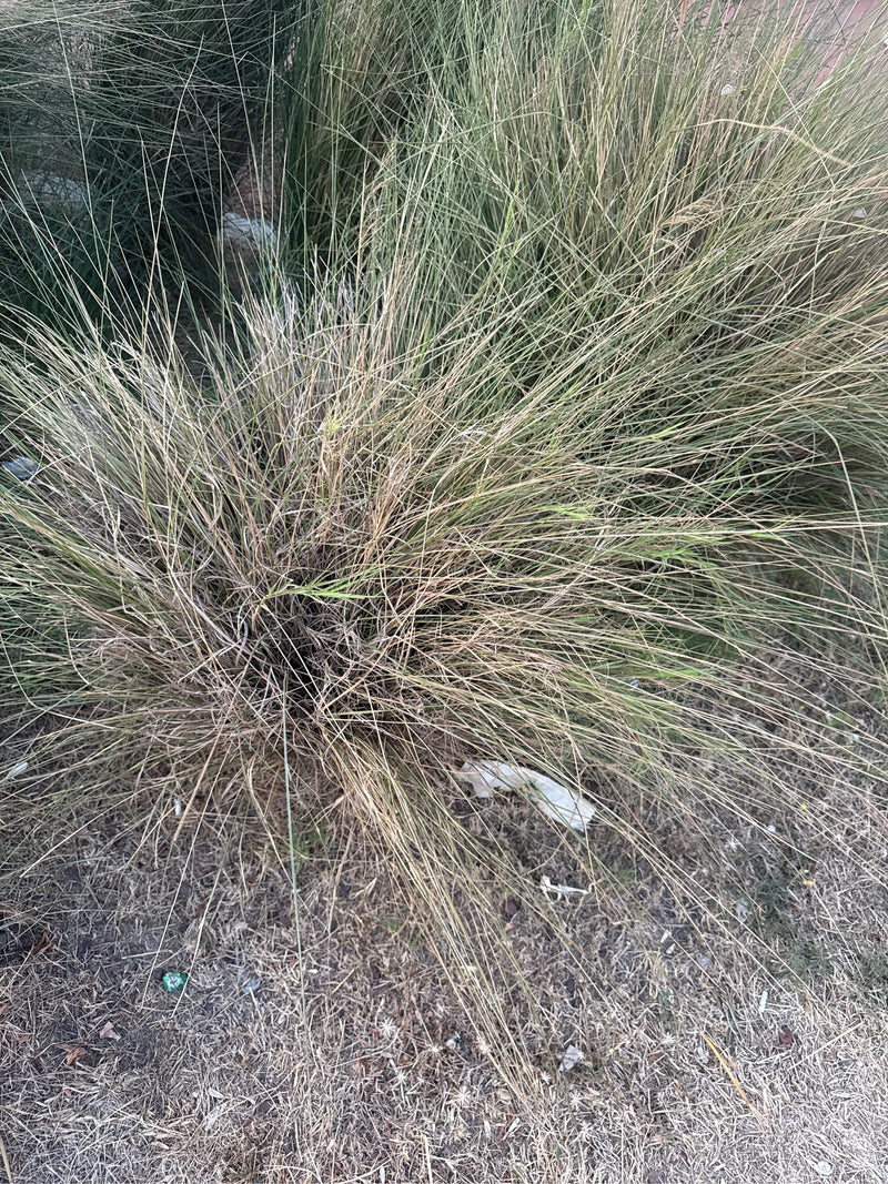 Verengrassen — Bild 3