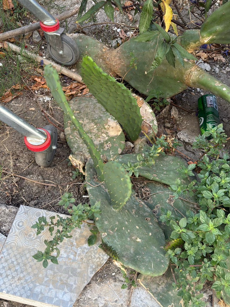 Vijgcactus (geslacht Opuntia) — Bild 2