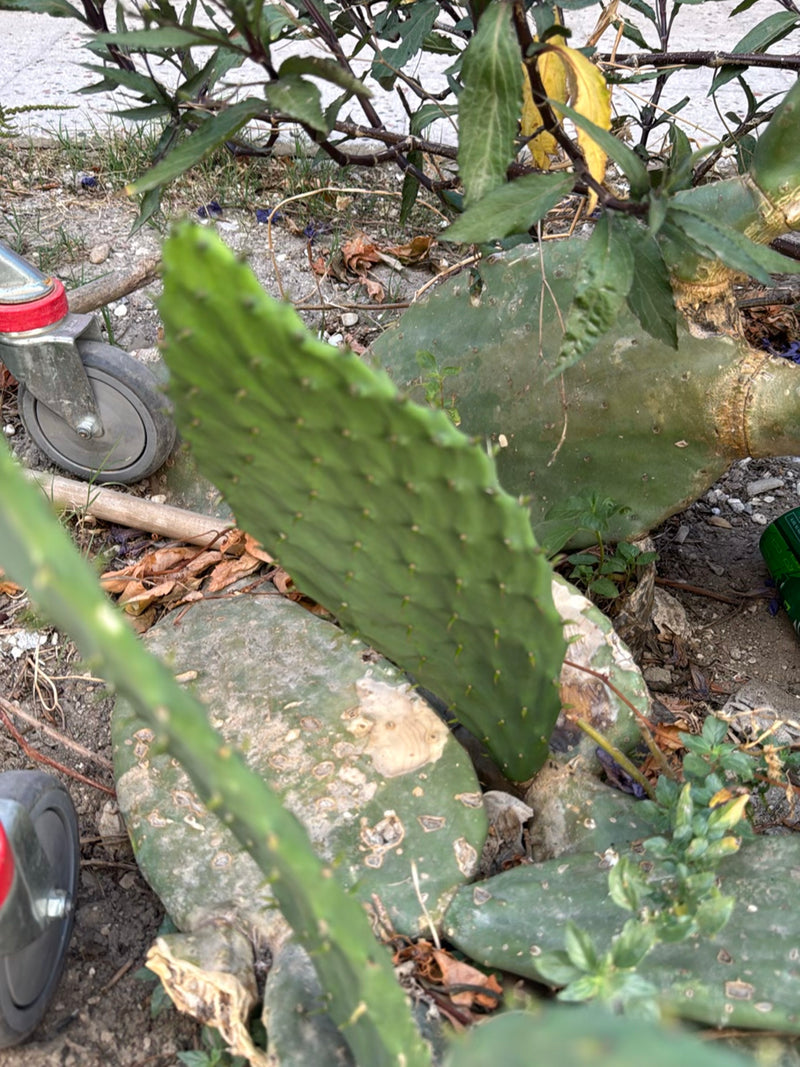 Vijgcactus (geslacht Opuntia) — Bild 1