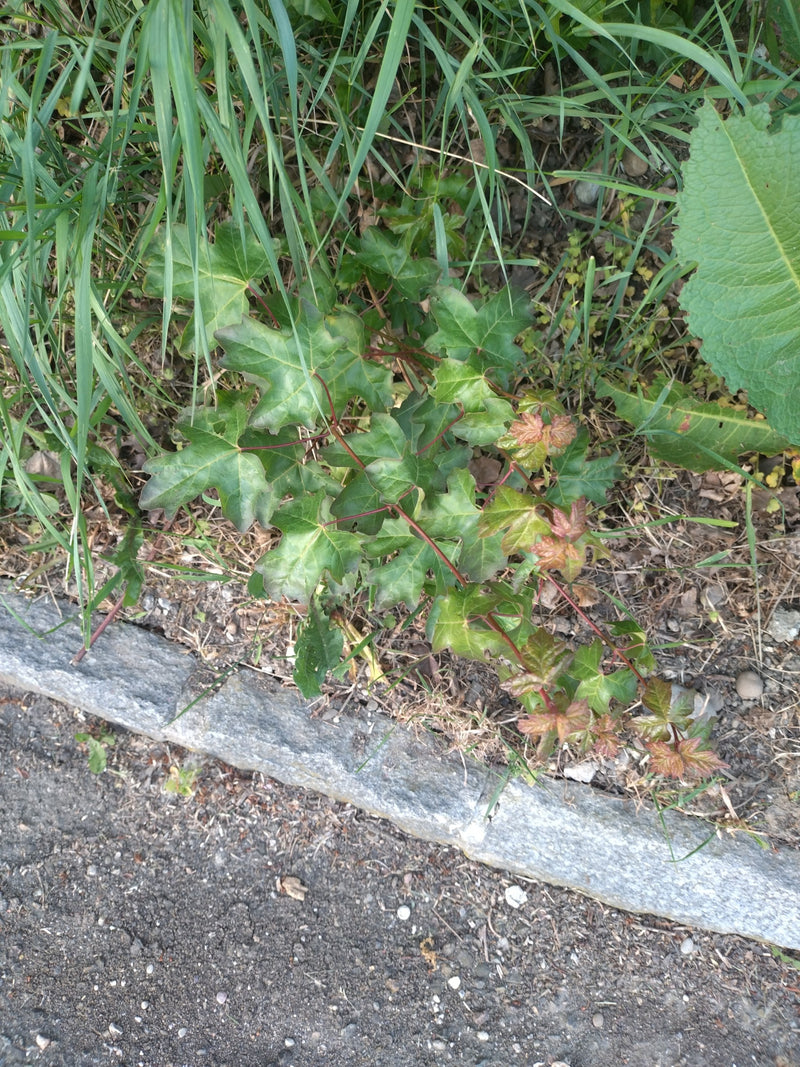 Veldesdoorn — Bild 2