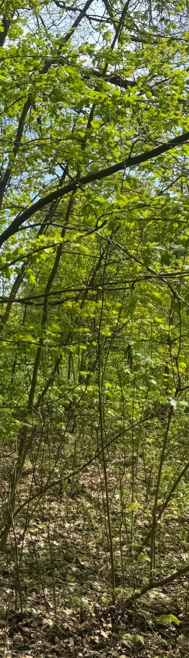 De afbeelding toont de bladerrijke takken en kruin van een veldesdoorn in een lichte bos. De typische bladeren strekken zich uit tegen de achtergrond van de ...