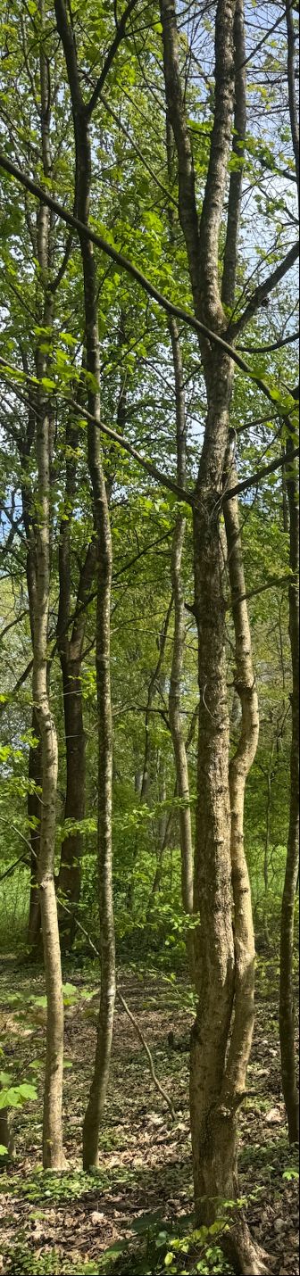 Te zien zijn verschillende slanke stammen en groene bladeren van een Spaanse aak in een lichte bos. Het perspectief toont de bomen van onderen naar boven teg...
