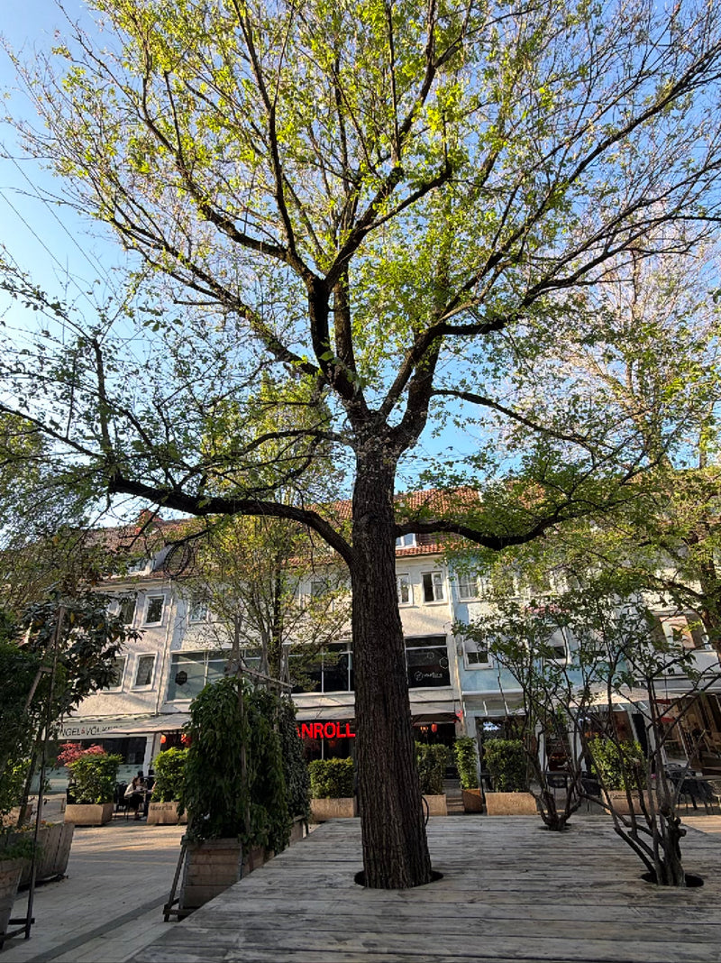 Een volwassen veldesdoorn met een brede kroon is te zien in een houten vlonder op een stadsplein. Gebouwen en plantenbakken zijn op de achtergrond zichtbaar.