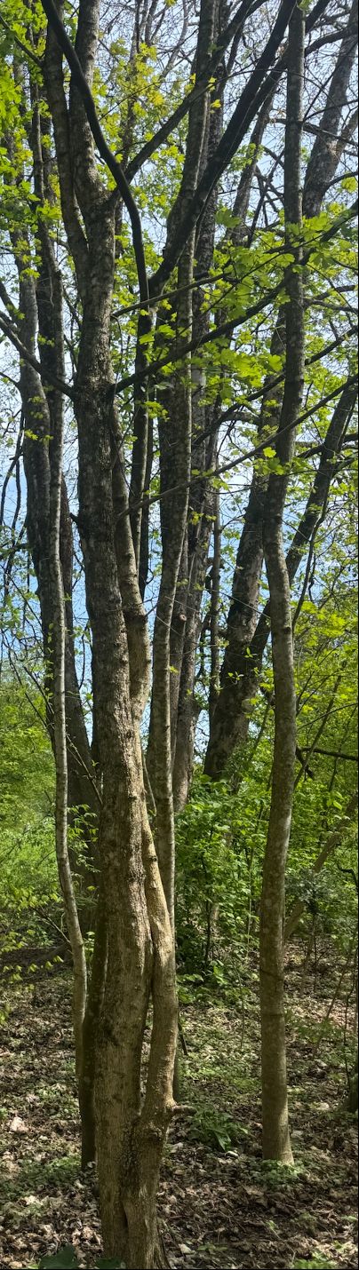 De grijze stammen en het frisse groene loof van een veldesdoorn zijn zichtbaar in een lichte bos. Het perspectief toont de bomen van onderen naar boven tegen...