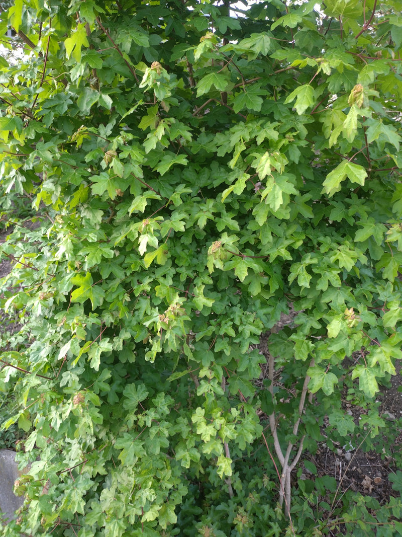 Veldesdoorn — Bild 1