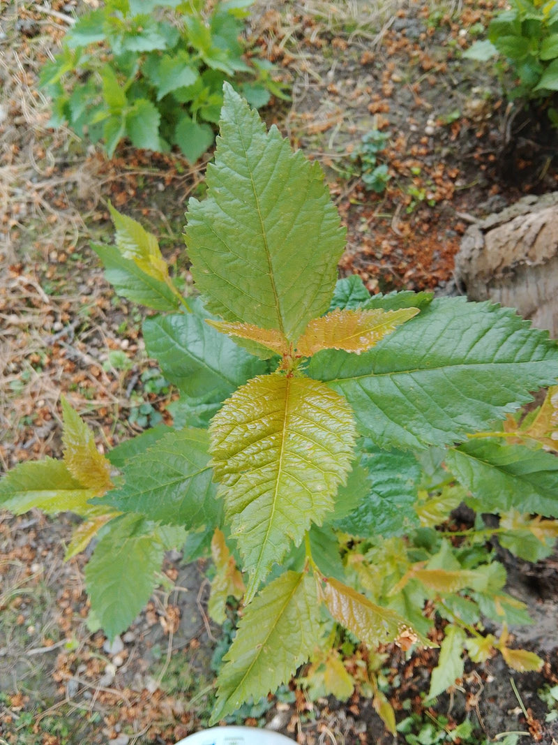 Veld iep — Bild 3