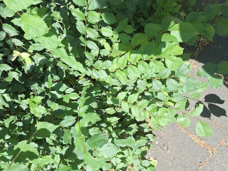 Veld iep — Bild 2