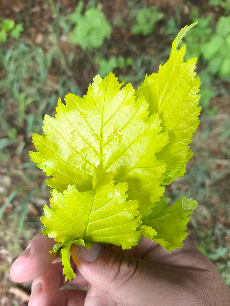 Veld iep — Bild 4