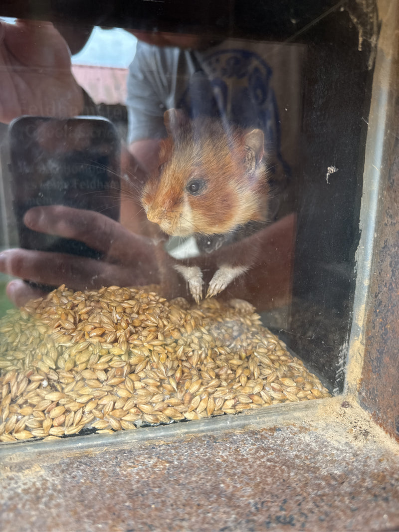 Europese hamster — Bild 1