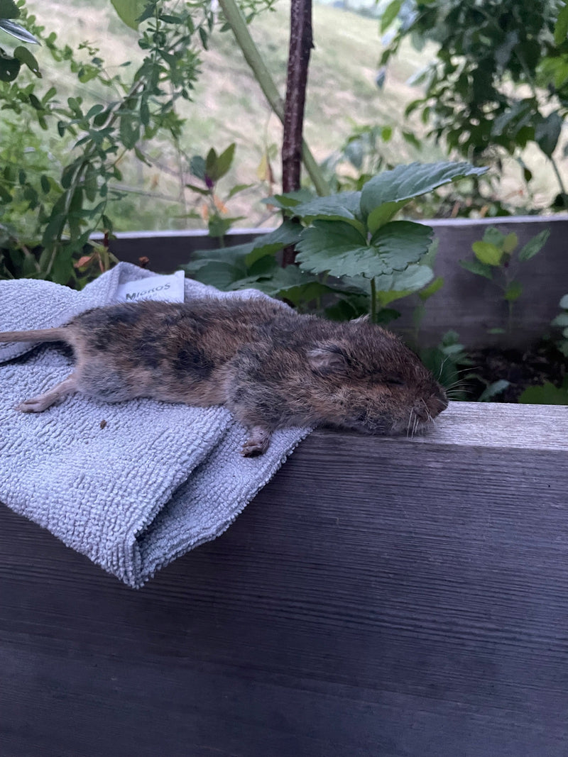 Een veldmuis ligt op zijn zij uitgestrekt op een grijze handdoek op een houten rand. Op de achtergrond zijn groene planten te zien.