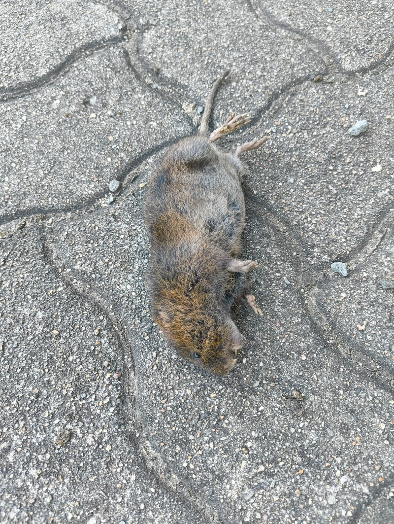 Een dode veldmuis ligt op de grond van grijze straatstenen. Het dier is van bovenaf gefotografeerd.