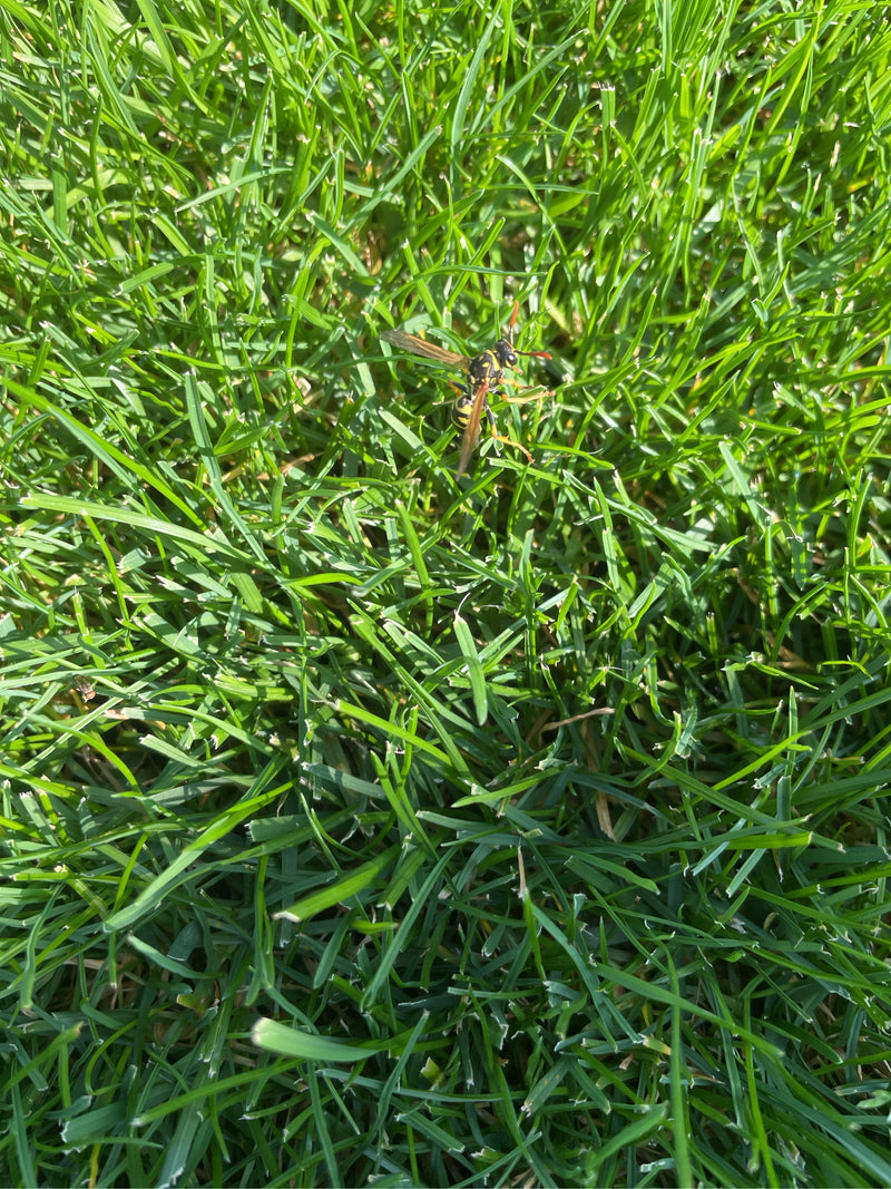 De afbeelding toont een veldwesp zittend op groen gras. Het perspectief van boven toont het insect in zijn natuurlijke omgeving.