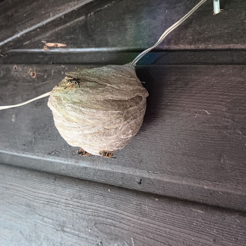 Op een donkere houten bekleding is een grijs wespennest te zien waarop verschillende veldwespen zitten. De insecten en hun nest zijn duidelijk zichtbaar vanu...