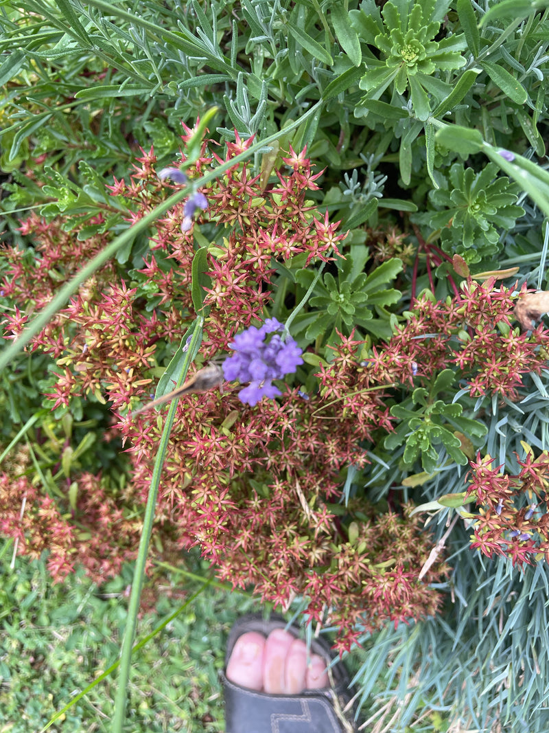 Rots sedum — Bild 1