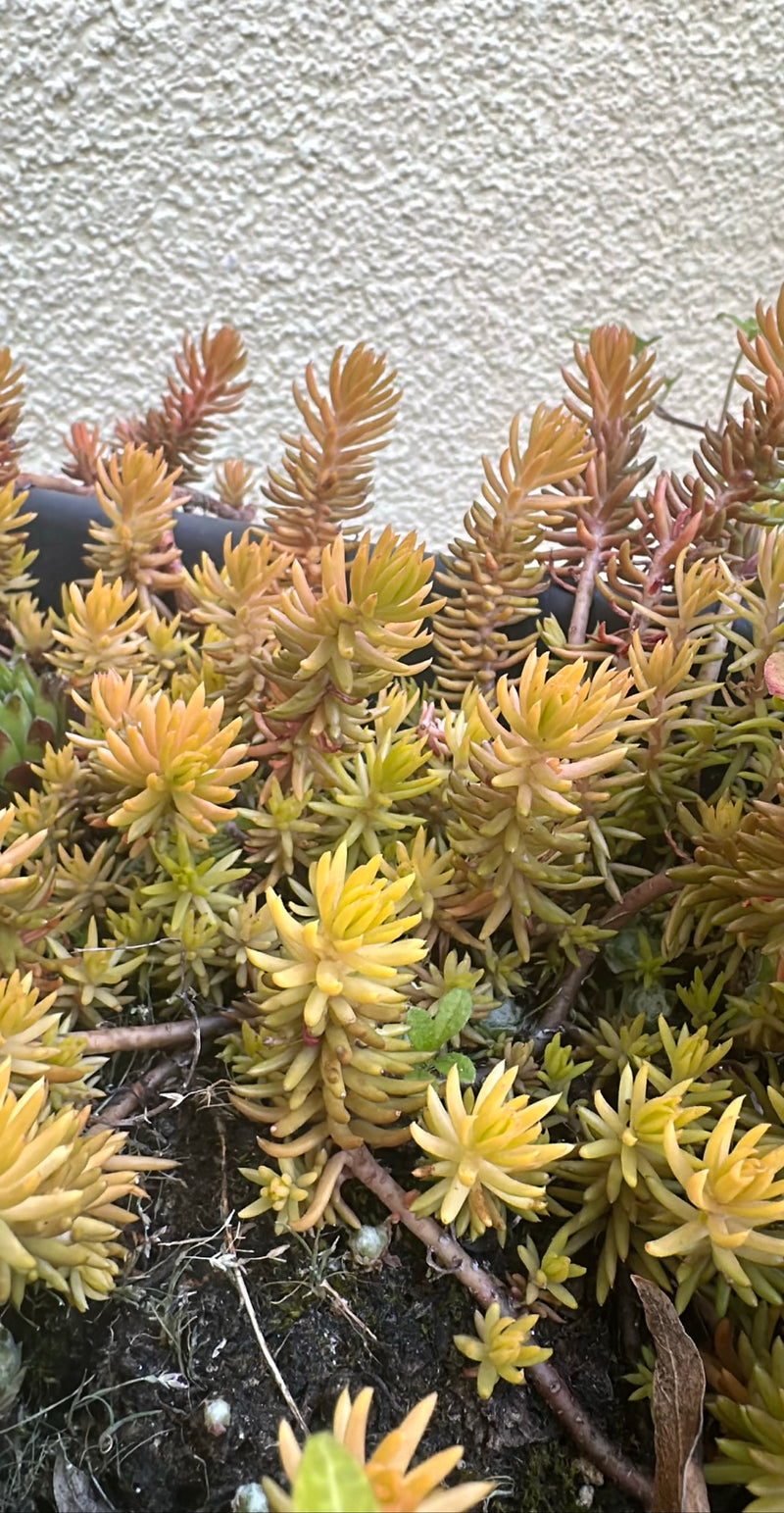 Rots sedum — Bild 2