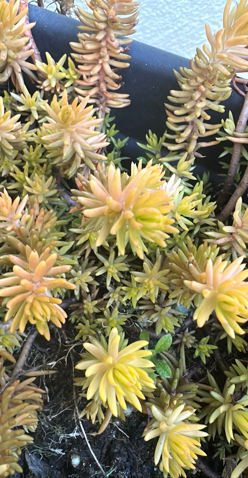 Rots sedum — Bild 1