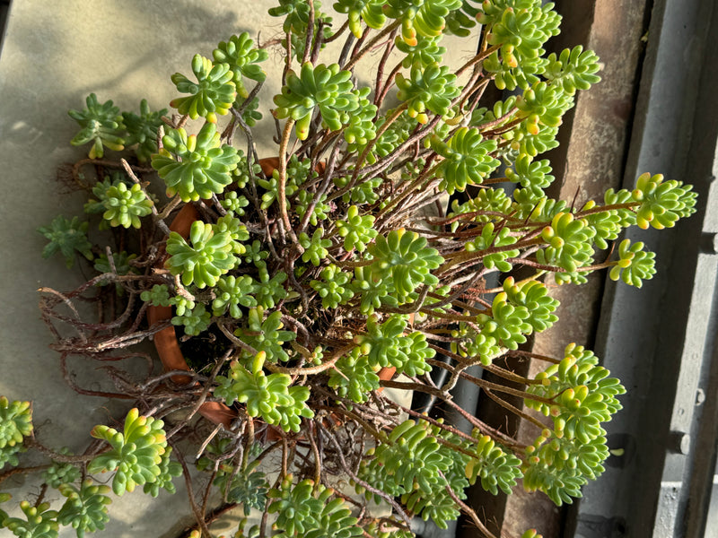 De afbeelding toont een vetkruid van bovenaf, groeiend in een terracotta pot. De plant heeft lange, deels houtachtige stengels en dikke, vlezige, lichtgroene...
