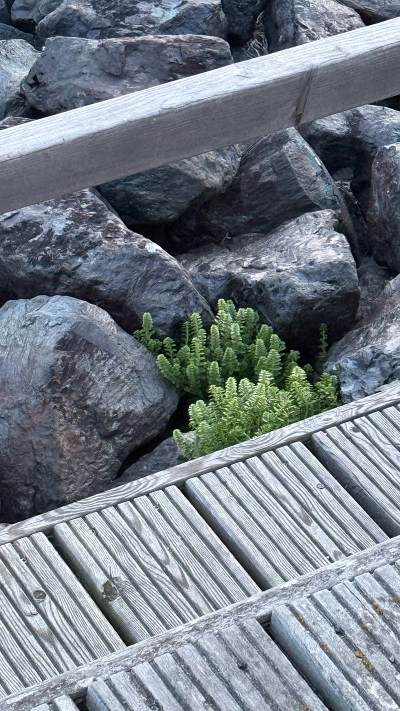 Rots sedum — foto 2 van 3
