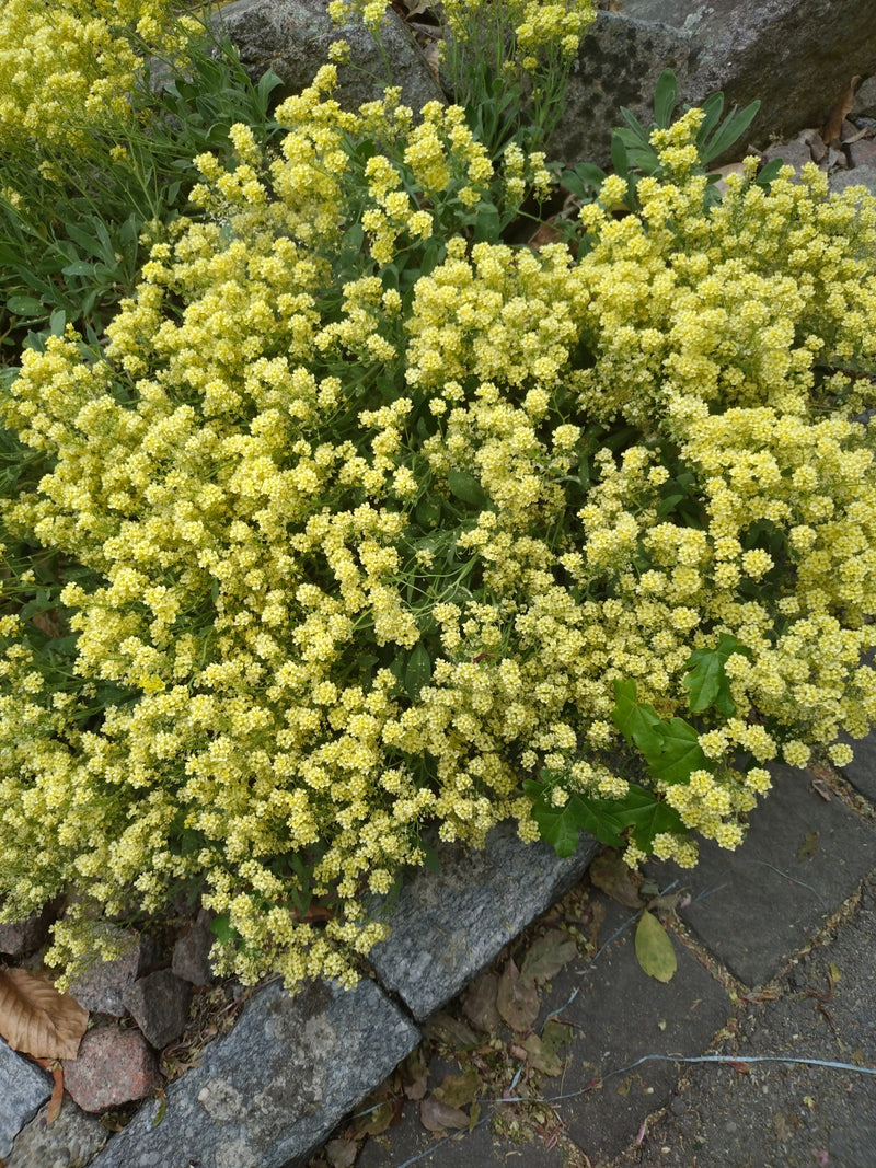 Rots alyssum — Bild 1