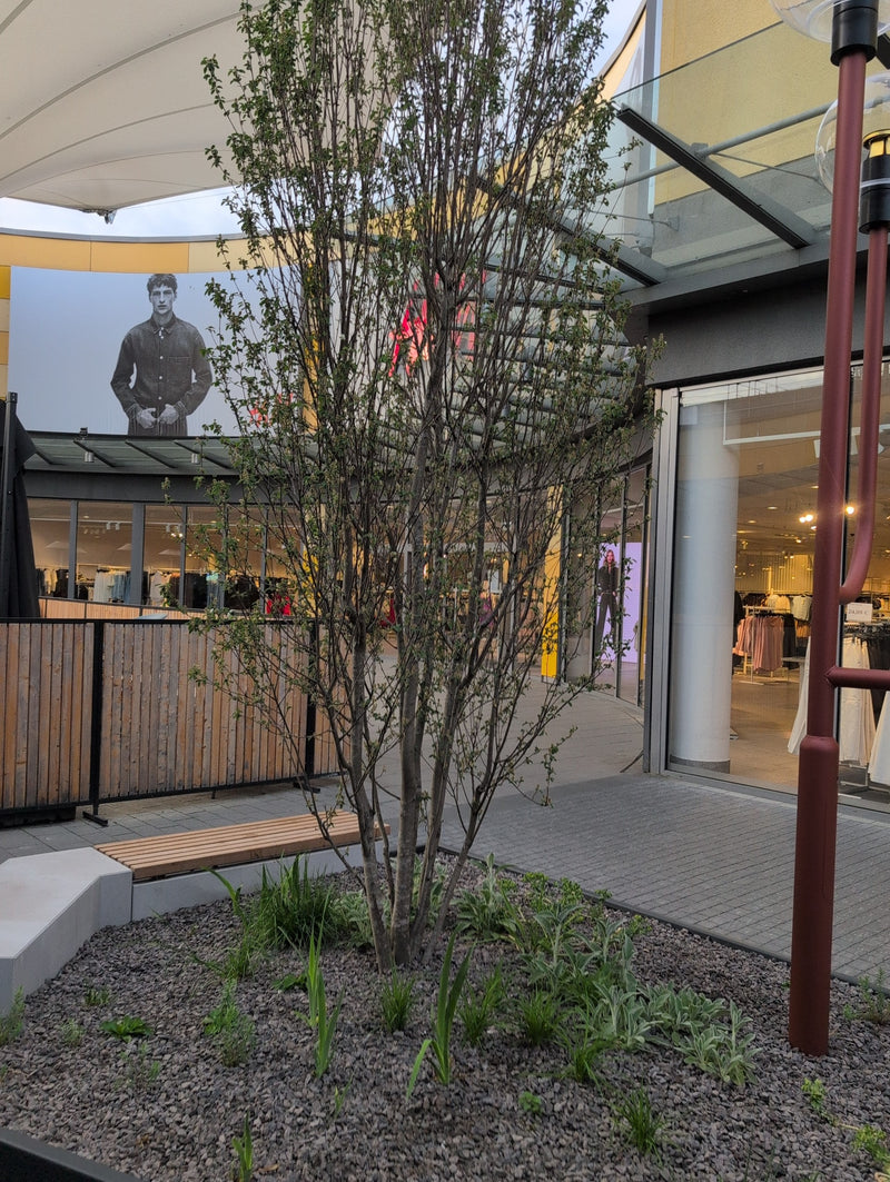 Te zien is een slanke struik van het boerenzakje die groeit in een met grind bedekt plantsoen in een stedelijke omgeving. De plant toont zijn typische groeiw...