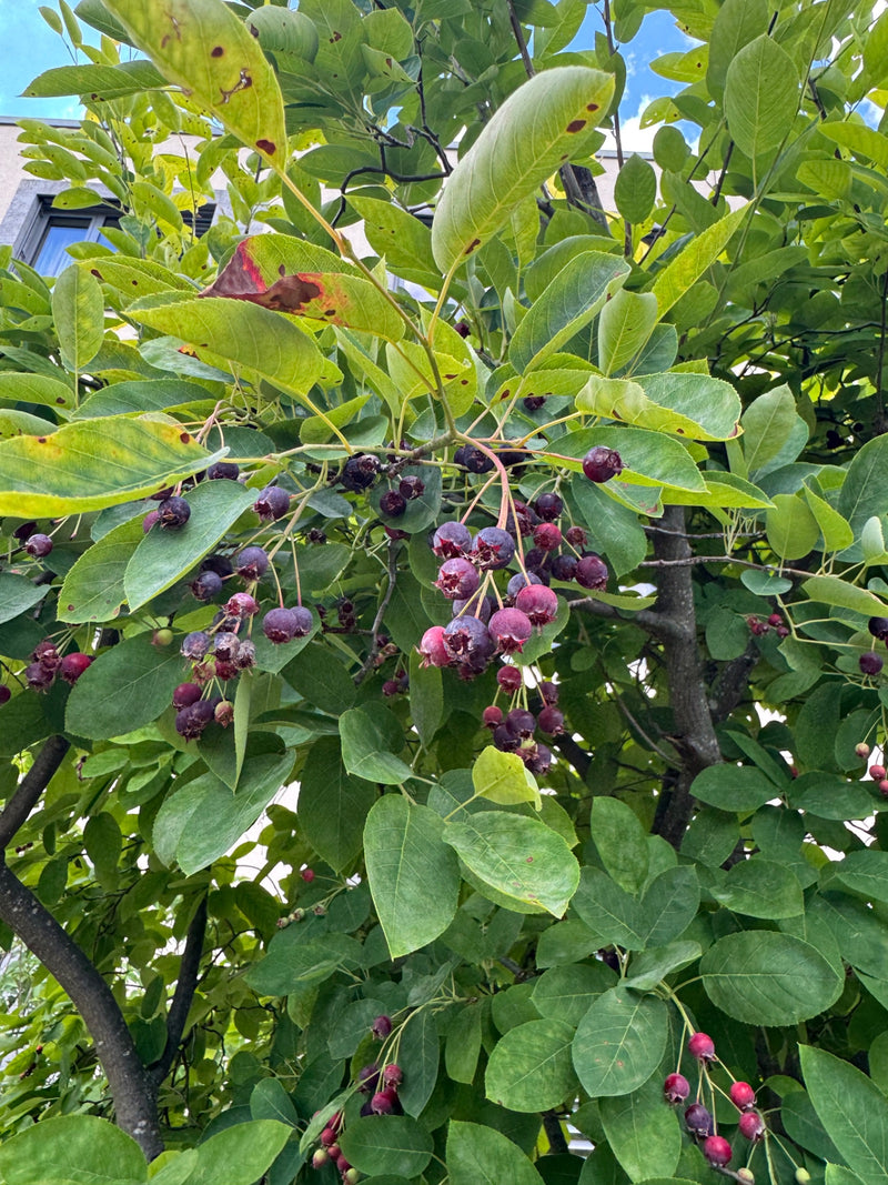 De afbeelding toont een tak van het Amerikaans krentenboompje met groene bladeren en talrijke rijpende, donkerrode tot paarse bessen. De plant staat in zijn ...