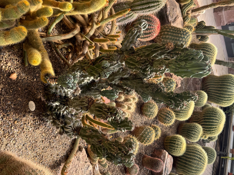 Een rotscactus met een monsterlijke groeivorm groeit tussen andere cactussen op grindgrond.