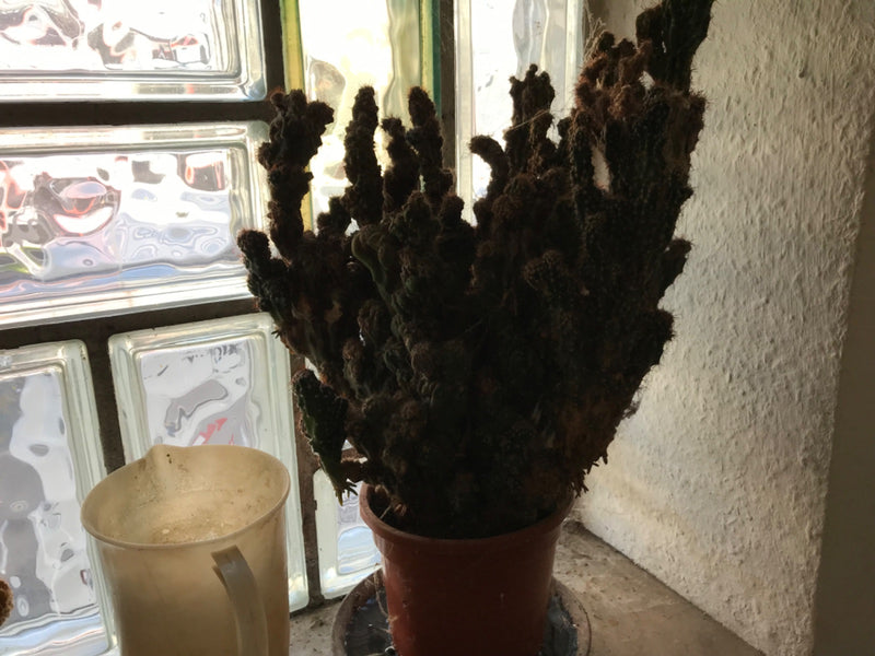 rotscactus — Bild 1