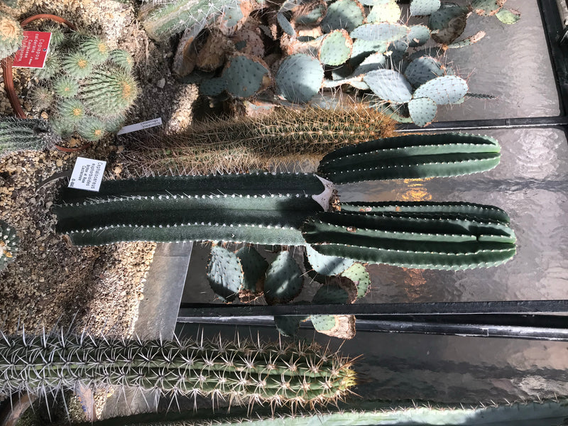 Een zuilvormige rotscactus met meerdere takken is te zien in een kas. De planta staat in een rotsachtige ondergrond en laat duidelijk zijn typische ribben en...
