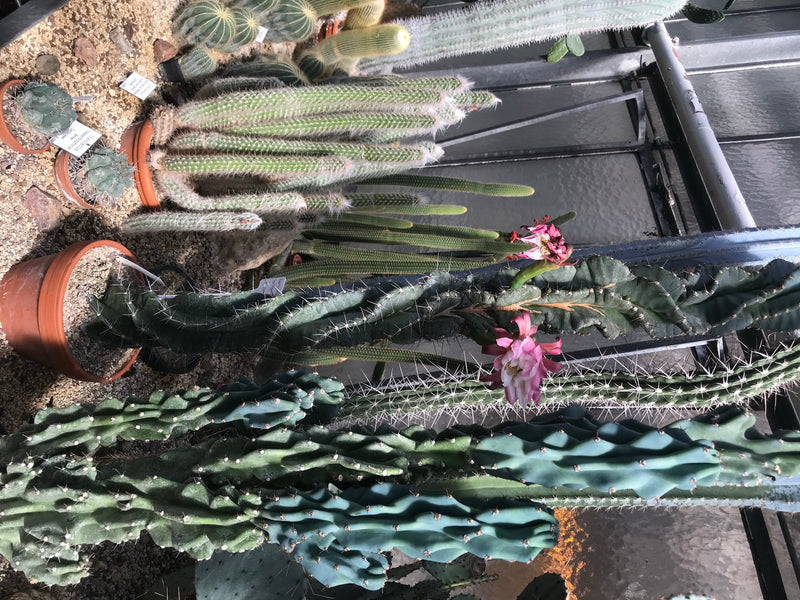 De afbeelding toont een rotscactus met opvallende roze bloemen in een kas. De plant groeit in een bloempot op zandgrond.