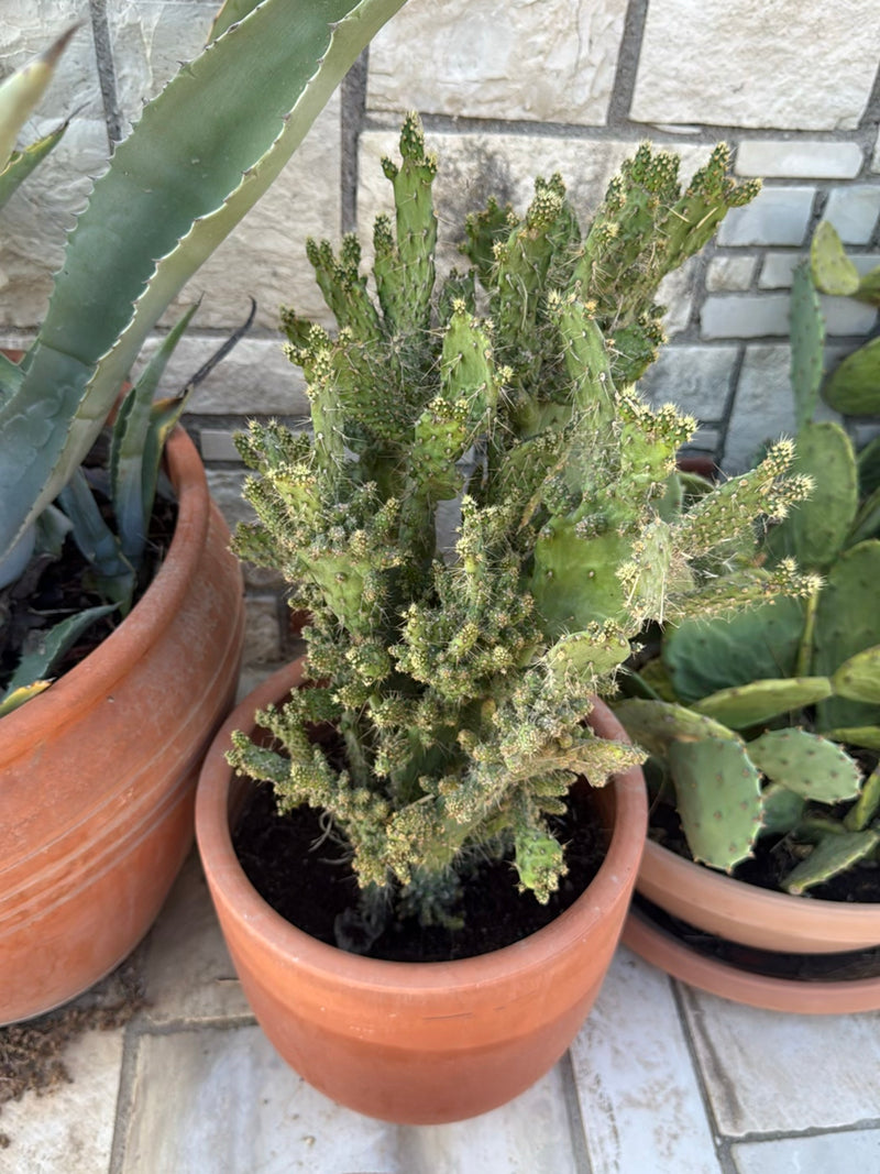 Een sterk vertakte vijgencactus groeit in een terracotta pot voor een lichte stenen muur.