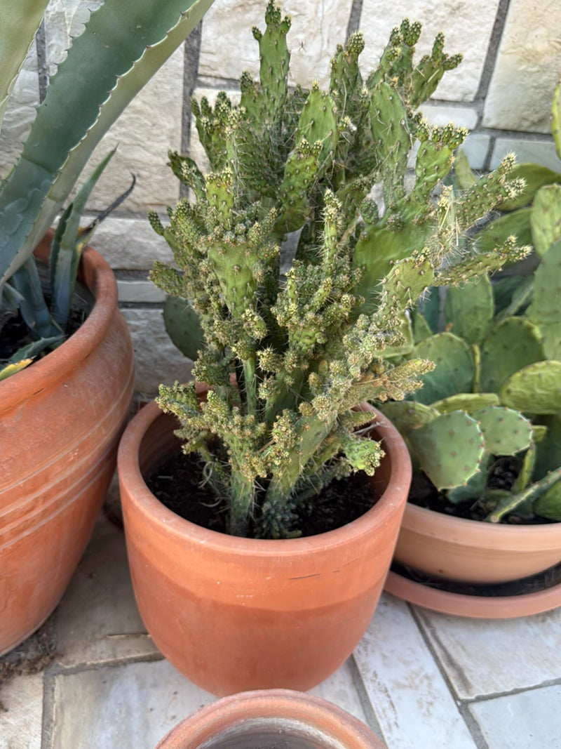 Een dicht vertakte opuntia groeit in een terracotta pot naast andere potplanten.
