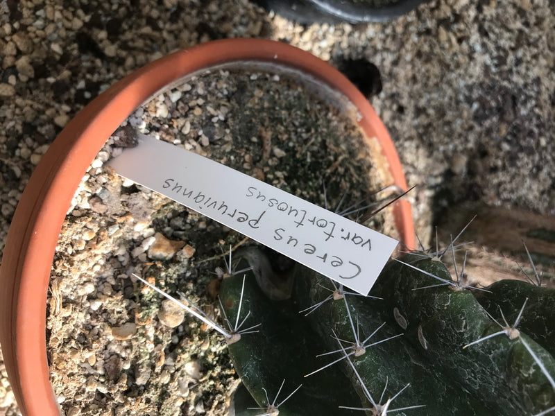 De afbeelding toont een cactus in een stenen pot met een gelabeld bordje. De vetplant heeft groene stengels met doorns.