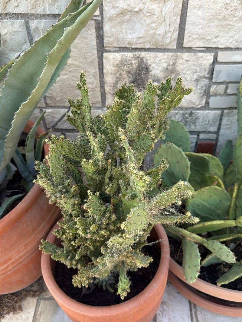 Een sterk vertakte vijgencactus met monsterlijke groei groeit in een terracottapot voor een stenen muur.