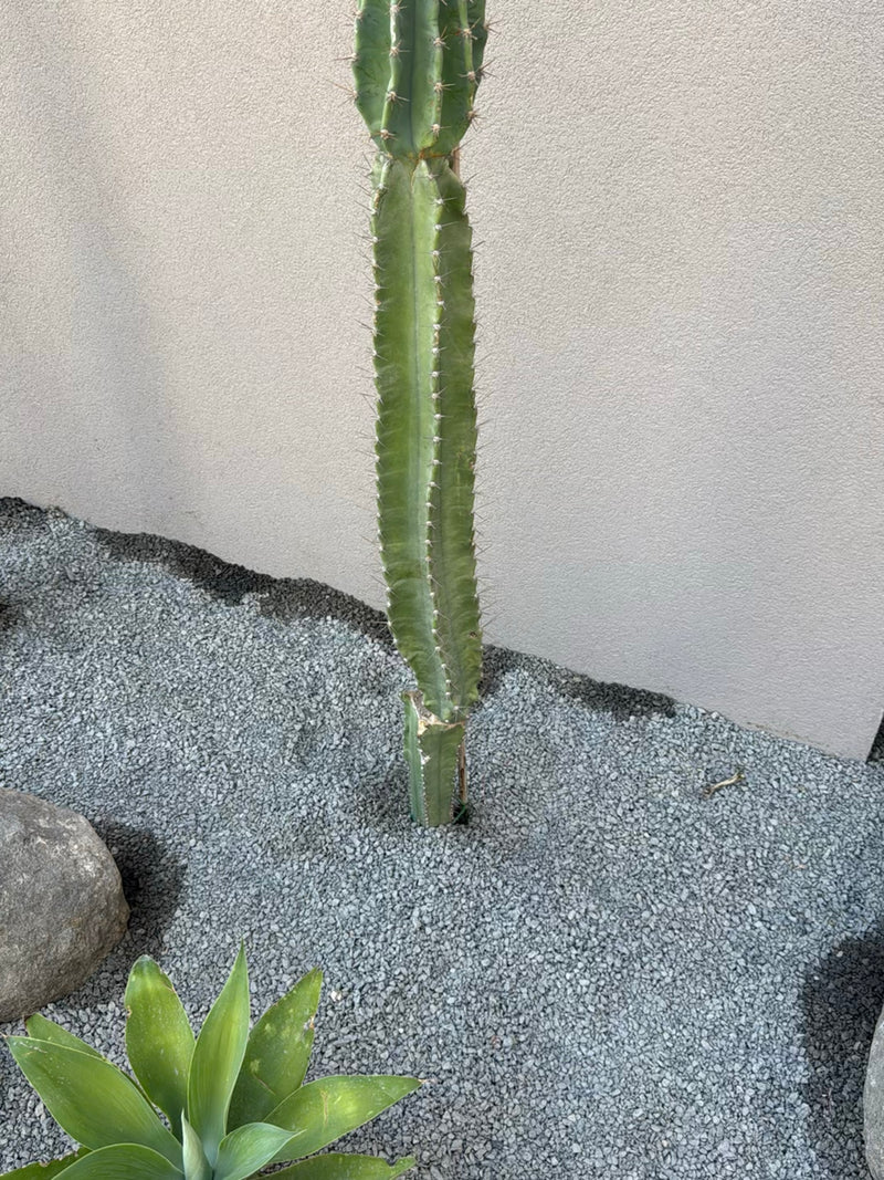 Een rechtopstaande cactus is te zien in een grindbed voor een lichte muur. De plant toont zijn typische zuilvormige stengels met stekels.