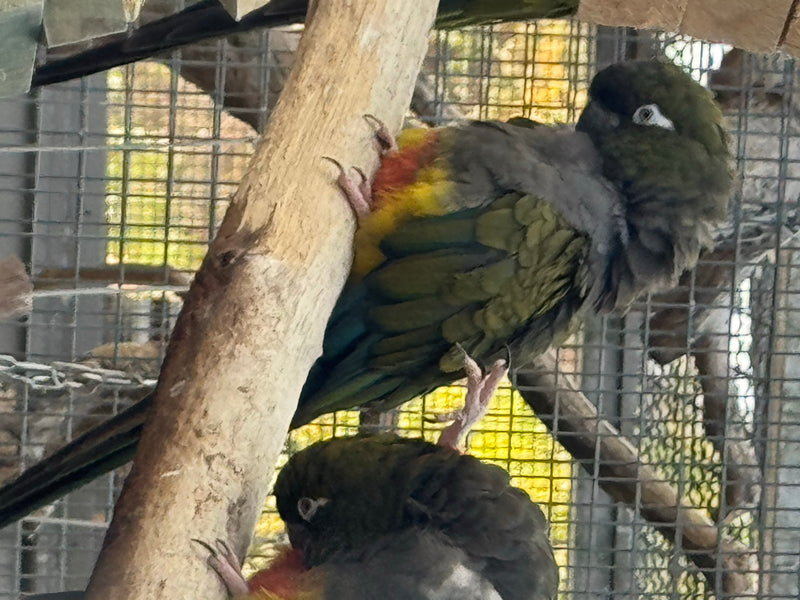 Felsensittich — foto 1 van 6
