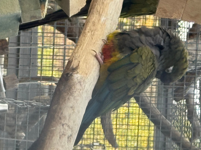 Felsensittich — foto 4 van 6