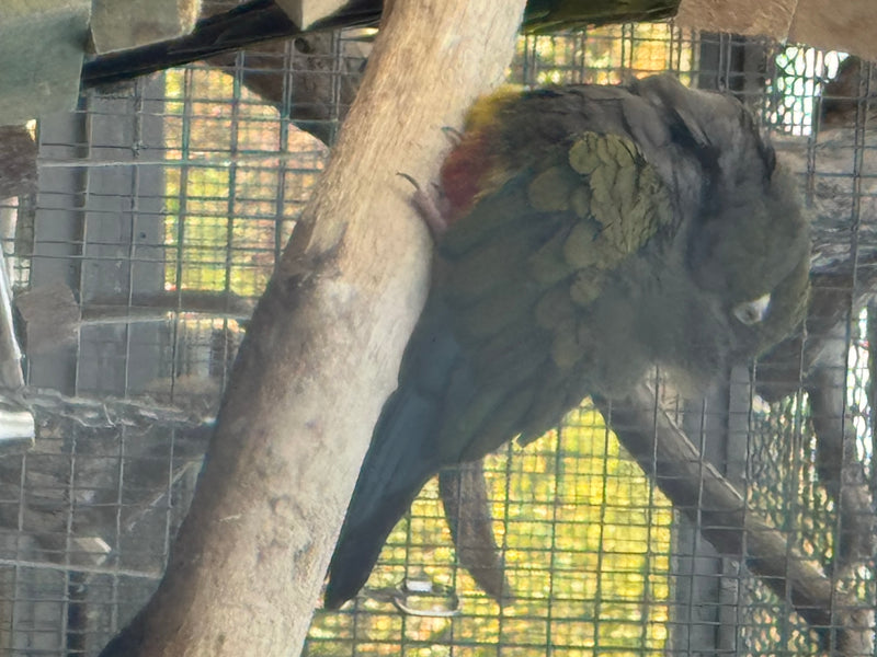 Felsensittich — foto 5 van 6