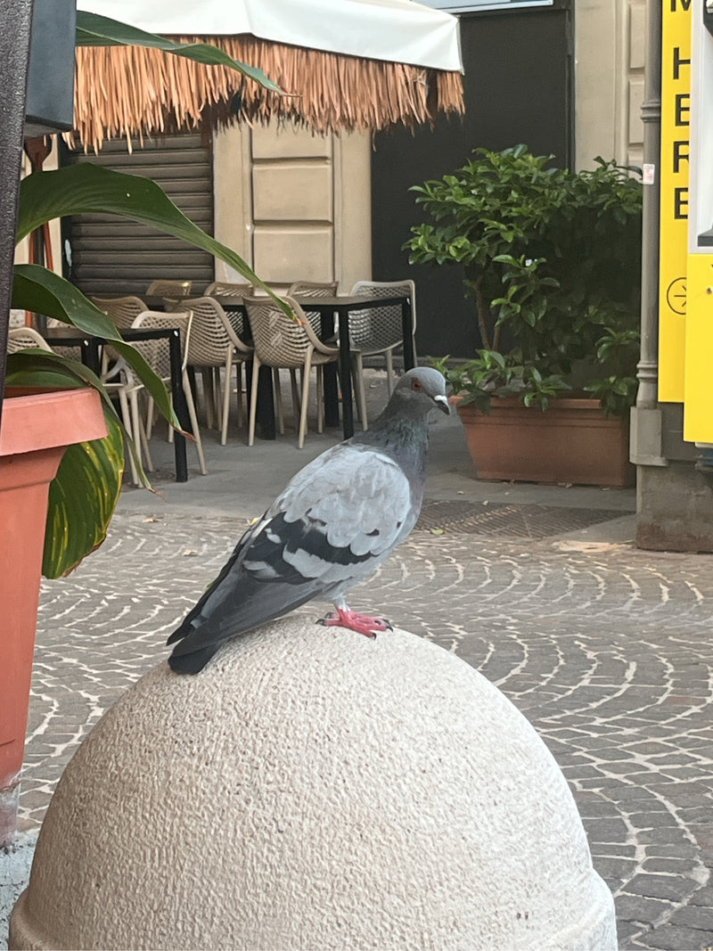 Een verwilderde rotsduif zit op een ronde stenen afzetpaal in een stedelijke omgeving. Op de achtergrond zijn tafels en stoelen van een straatcafé te zien.