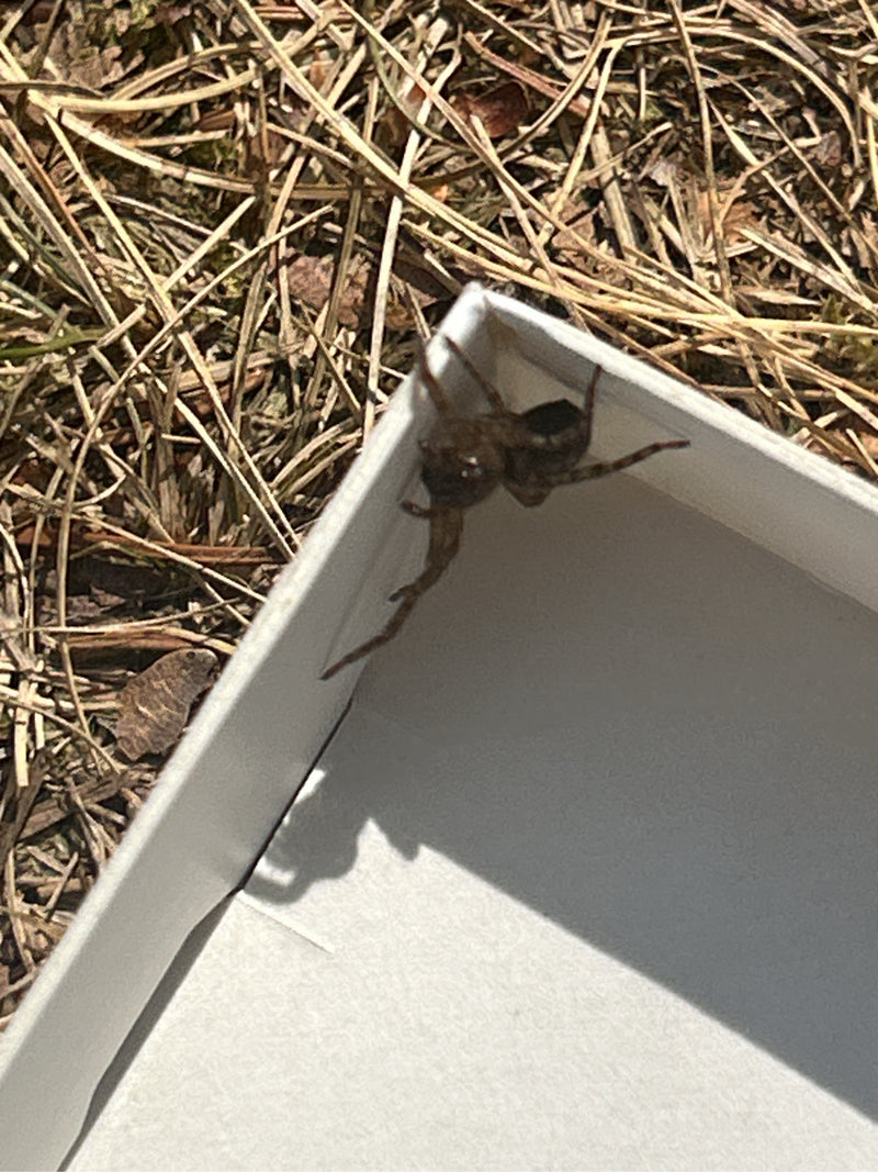 Een vensterspin zit op de rand van een doos op een droge bosgrond. De foto toont het dier van boven.