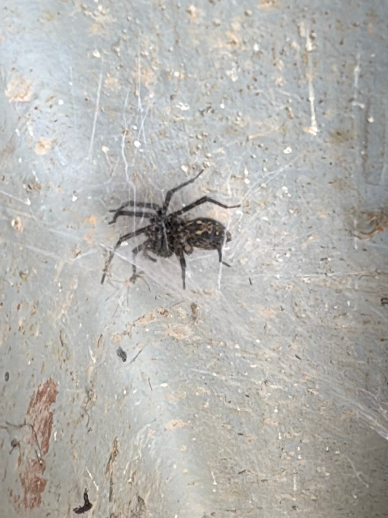 Raamspin — Bild 1