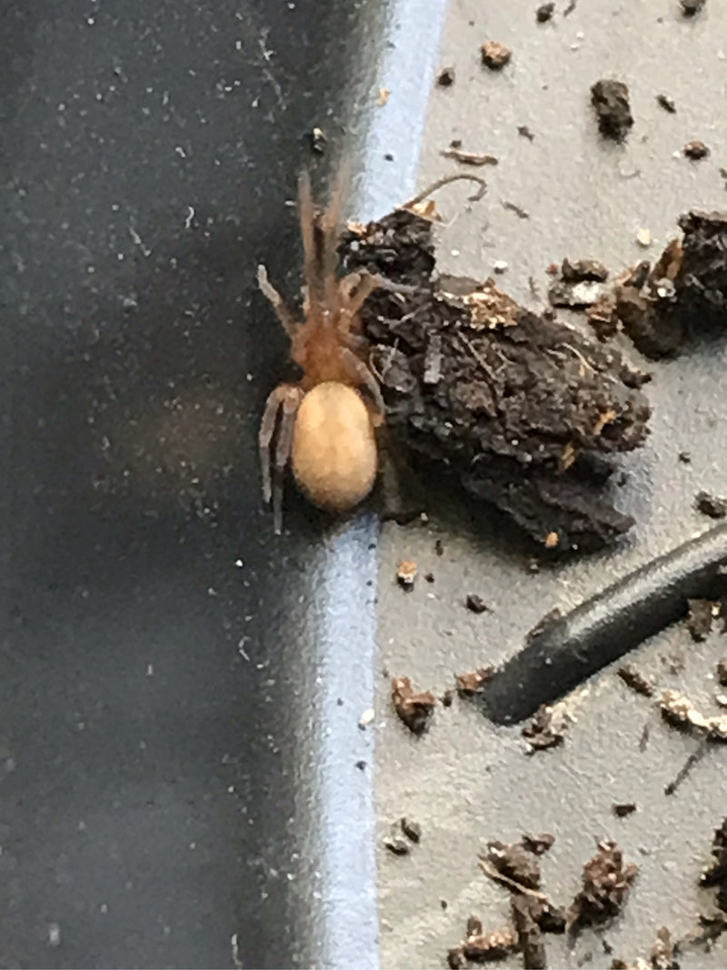 Raamspin — foto 5 van 20