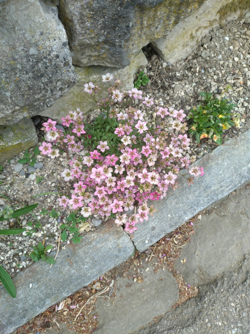 Steenpeper steenbreek — Bild 1