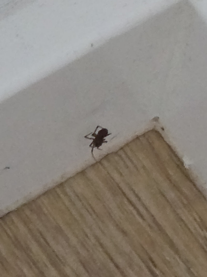 Fettspinne — Bild 3